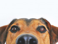 Faszination Hund: Der beste Freund des Menschen (online)
