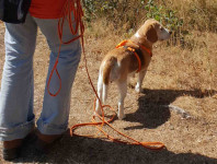Schöner spazierengehen – Tipps und Ideen für Menschen mit Hund (online)