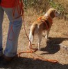 Auf welche Punkte Sie als Kunde beim Kauf der Leine hund Acht geben sollten