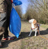 Plogging: Müllsammeln mit Hund