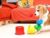 Mutmachspiele: Online-Live-Kurs für ängstliche Hunde