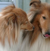Hundesprache verstehen – Faszination und Beißprävention