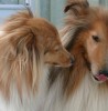 Hundesprache – leicht verständlich (online)