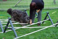 Hurden Cavaletti Spass Mit Hund