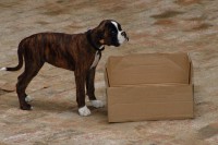 101-dinge-kiste-boxer-01