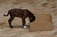 101-dinge-kiste-boxer-02