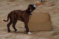 101-dinge-kiste-boxer-03