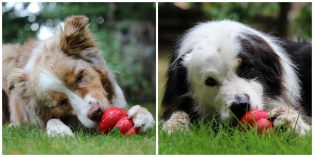 2-hunde-eiskong