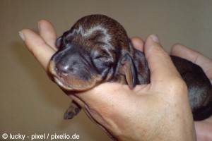 541943_original_R_K_B_by_lucky-pixel_pixelio.de