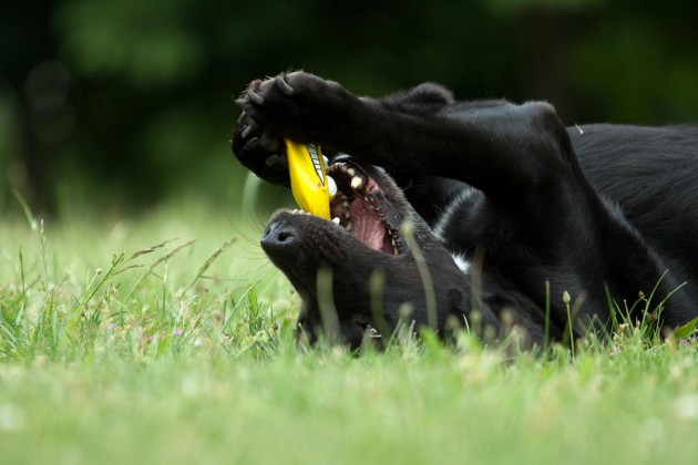 alisha-labrador-auf-ruecken-kaugesicht