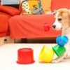 Mutmachspiele: Online-Live-Kurs für ängstliche und skeptische Hunde
