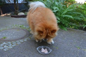 amy-hundeeis-wuerfel-01