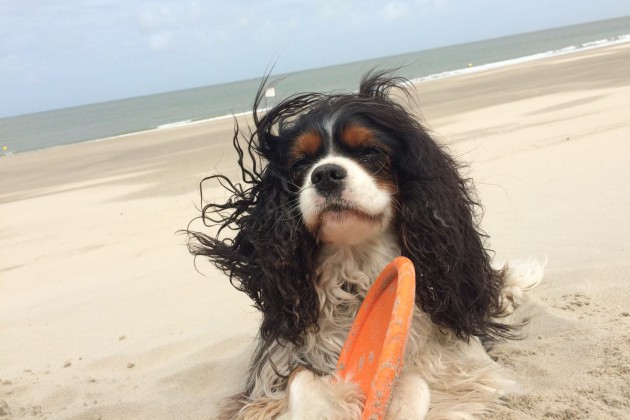 anselmo-strand-frisbee