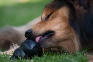 balu-hundeeis-kong-01
