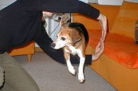 beagle-asta-armsprung-04