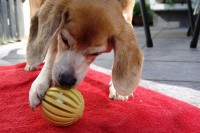 beagle-asta-dentalspielzeug-ball-01
