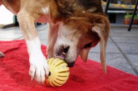 beagle-asta-dentalspielzeug-ball-02