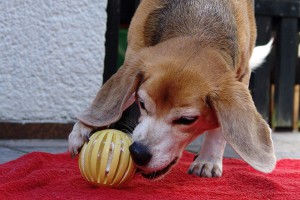beagle-asta-dentalspielzeug-ball-03
