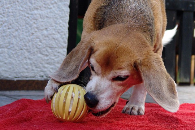 beagle-asta-dentalspielzeug-ball-03