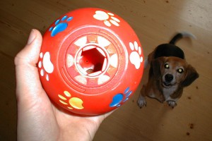 beagle-asta-futterball-01