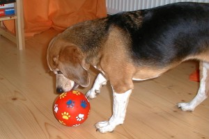 beagle-asta-futterball-02
