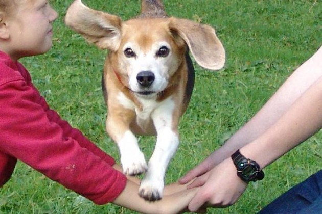 beagle-asta-huerde-menschen