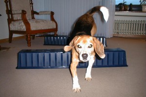 beagle-asta-huerde-wohnzimmer