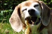 beagle-asta-kauroellchen-02