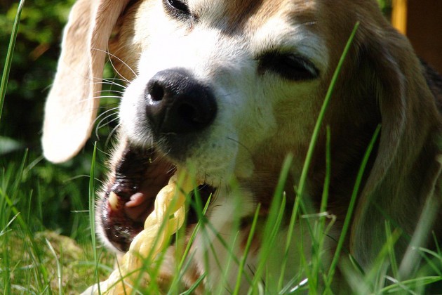 beagle-asta-kauroellchen-04