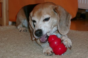 beagle-asta-kong-mit-kaustaengelchen