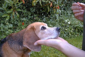 beagle-asta-kopf-in-hand
