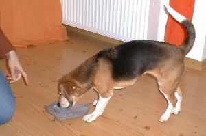 beagle-asta-socken-ausziehen-01