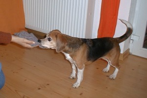 beagle-asta-socken-ausziehen-02