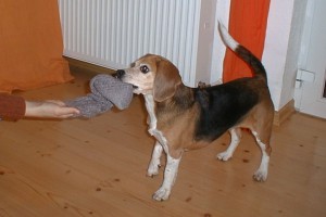 beagle-asta-socken-ausziehen-03