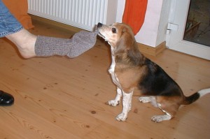 beagle-asta-socken-ausziehen-05