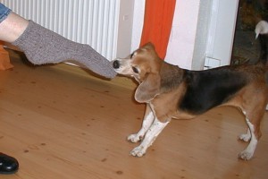 beagle-asta-socken-ausziehen-06