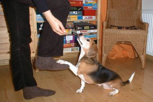 beagle-asta-steppen-03