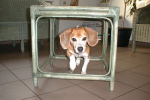 beagle-asta-tierarztpraxis-03