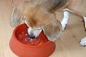 beagle-asta-wassernapf-mit-leckerchen