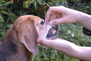 beagle-asta-zahnkontrolle