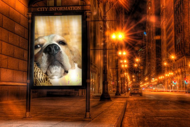 beagle-birte-photofunia-schautafel