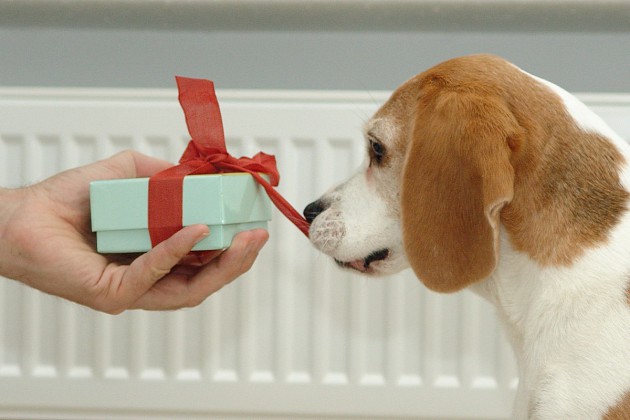 beagle-birte-schleife-ziehen-01