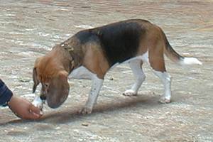 beagle-emma-pfote-02