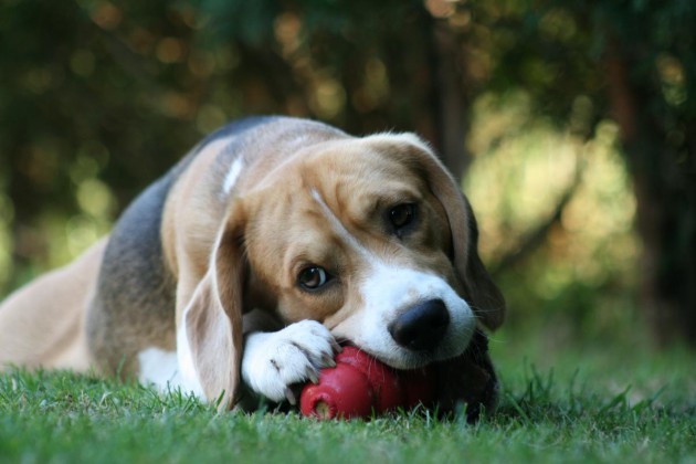 beagle-harley-kong-kaugesicht