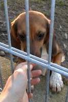 beagle-hinter-gitter
