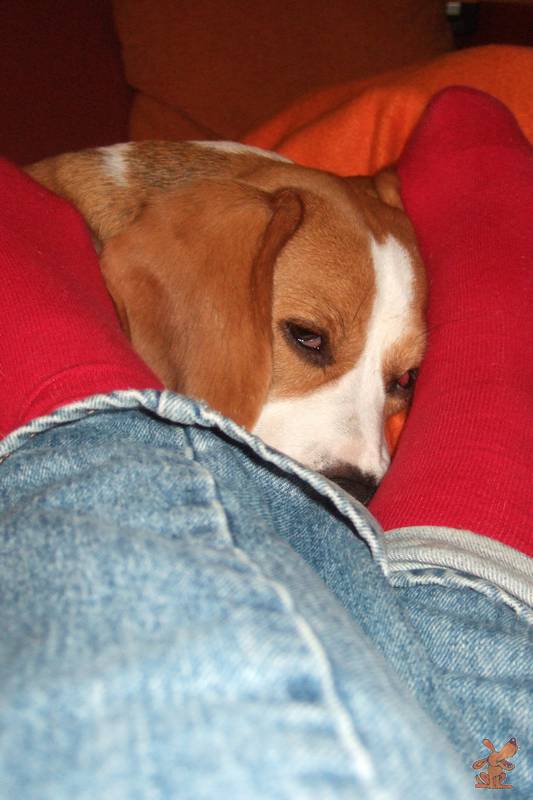 Tipps gegen Silvesterstress | SPASS-MIT-HUND