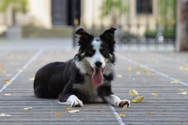border-collie-672664-hecheln