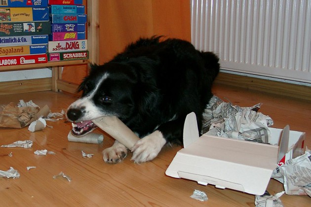 border-collie-coda-kauen-snackpaket