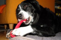 border-collie-coda-kong-goody-bone-01