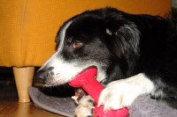 border-collie-coda-kong-goody-bone-03